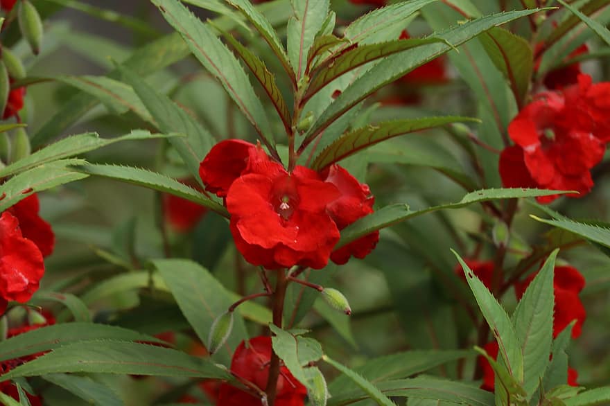 rød blomst, kerala, natur, grønn, india, utendørs