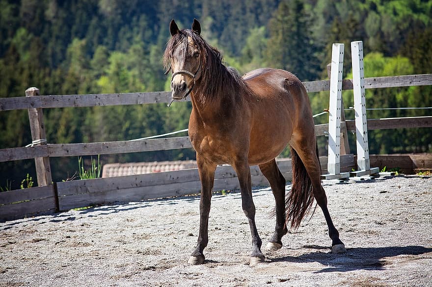 hest, pony, dyr, hoppe, brun hest, pattedyr, heste-, ridning pony, kobling, ranch