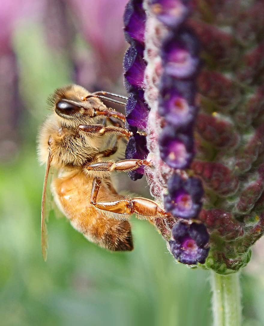 Pollination, Bee, Flower, Insect, Pollen, Nectar, Lavender, Bloom, Blossom, Flowering Plant, Plant