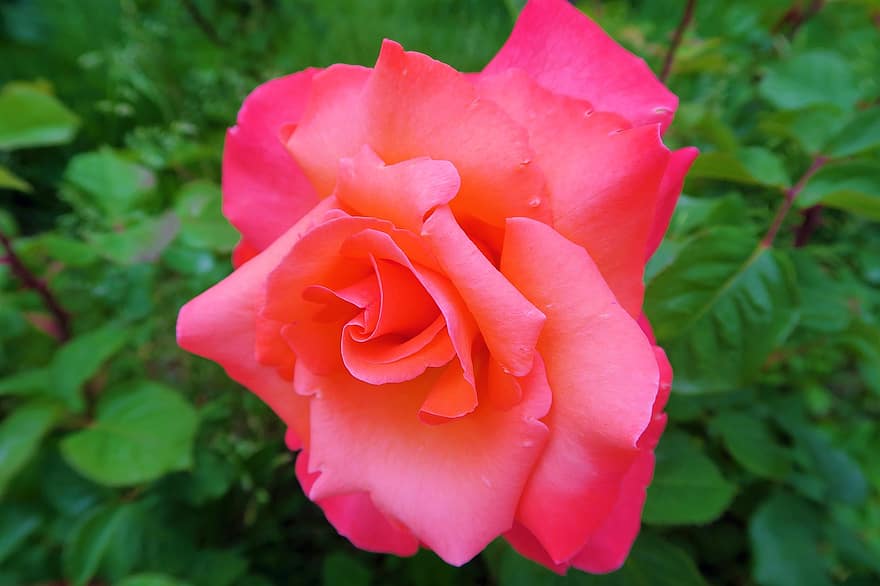 Trandafir, primăvară, natură, roz, roșu, culoare, romantic