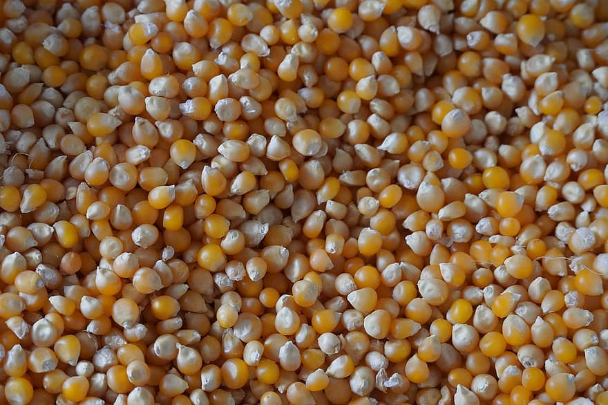 maíz, bocadillo, palomitas de maiz, grano, almidón, comida, fondo, amarillo, antecedentes, agricultura, de cerca