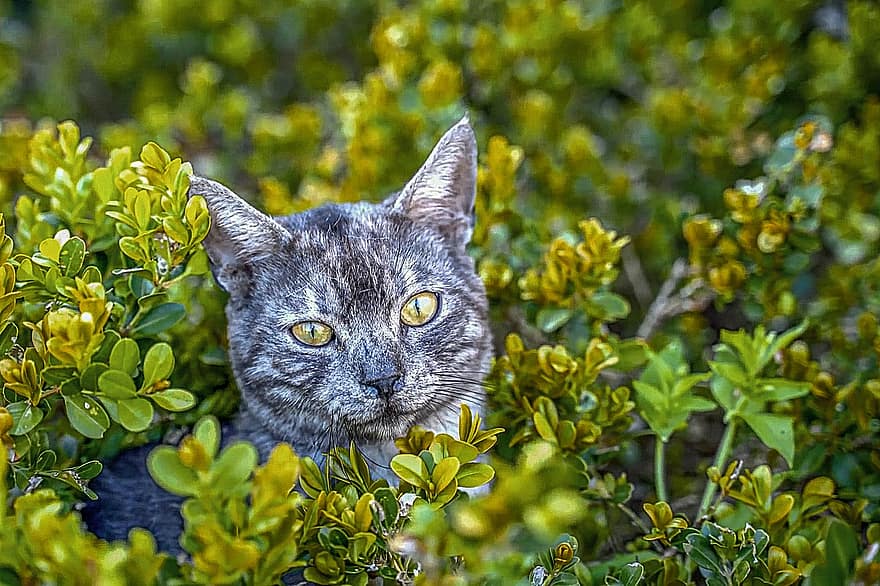 Cat, Feline, Whiskers, Pet, Domestic, Plants, Bush, Eyes, Hiding, Mammal