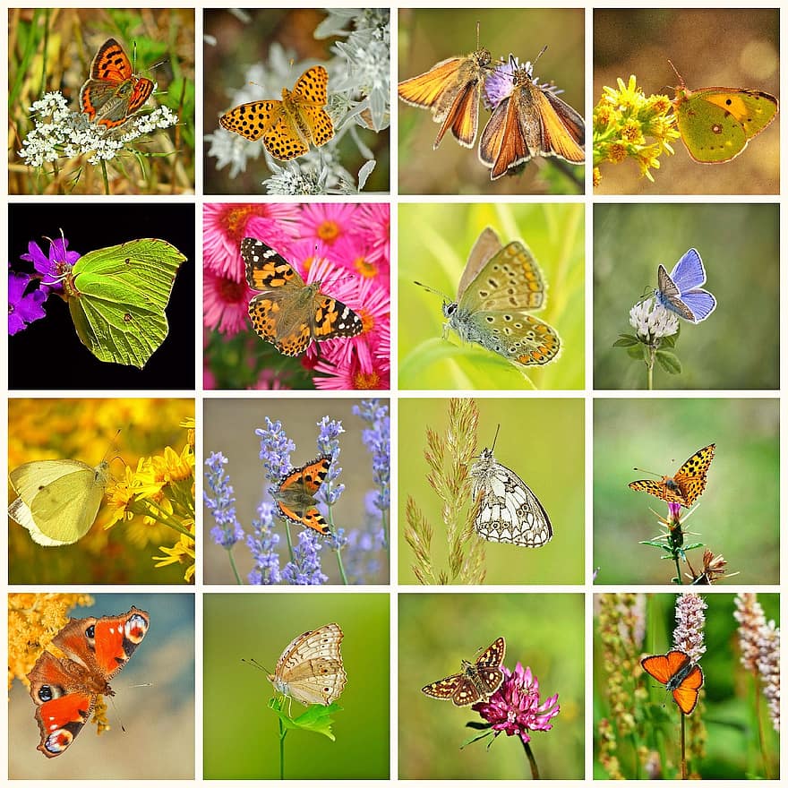 콜라주, 나비, 곤충, 동물, 화려한, 색깔, 자연, 여름, 꽃들, 식물, 플로라
