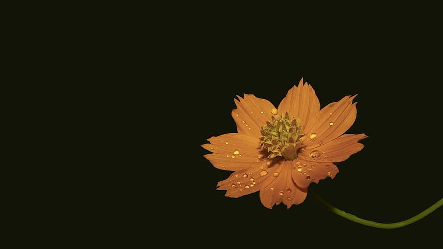 Flower, Chrysanthemum, Graphics, Wing, Butterfly, Pov