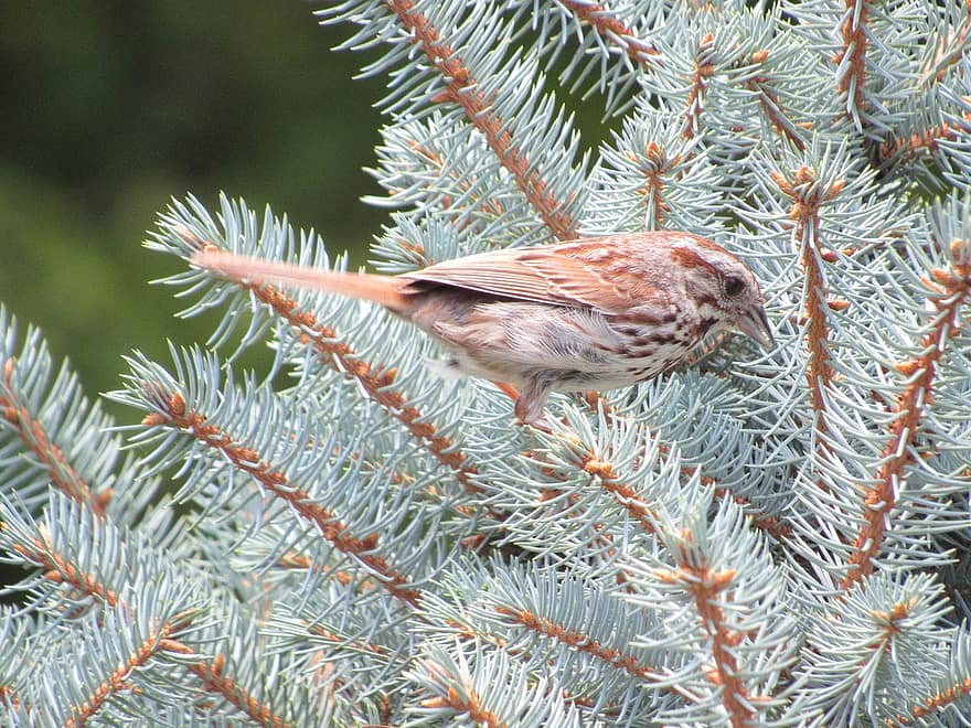 Bird, Sparrow, Spruce, Pine Tree