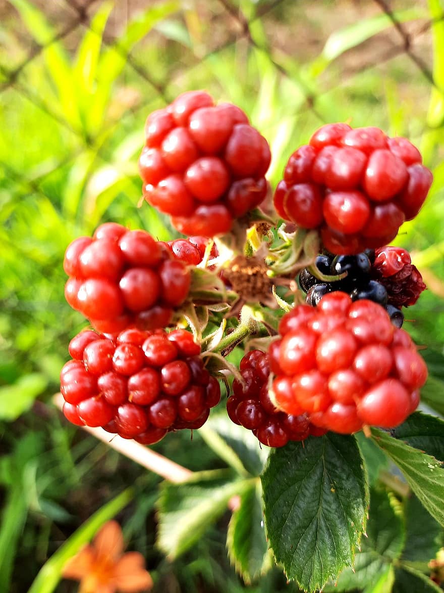 blackberry, merah, frambos, buah, sehat, lezat, makanan, alam, vitamin