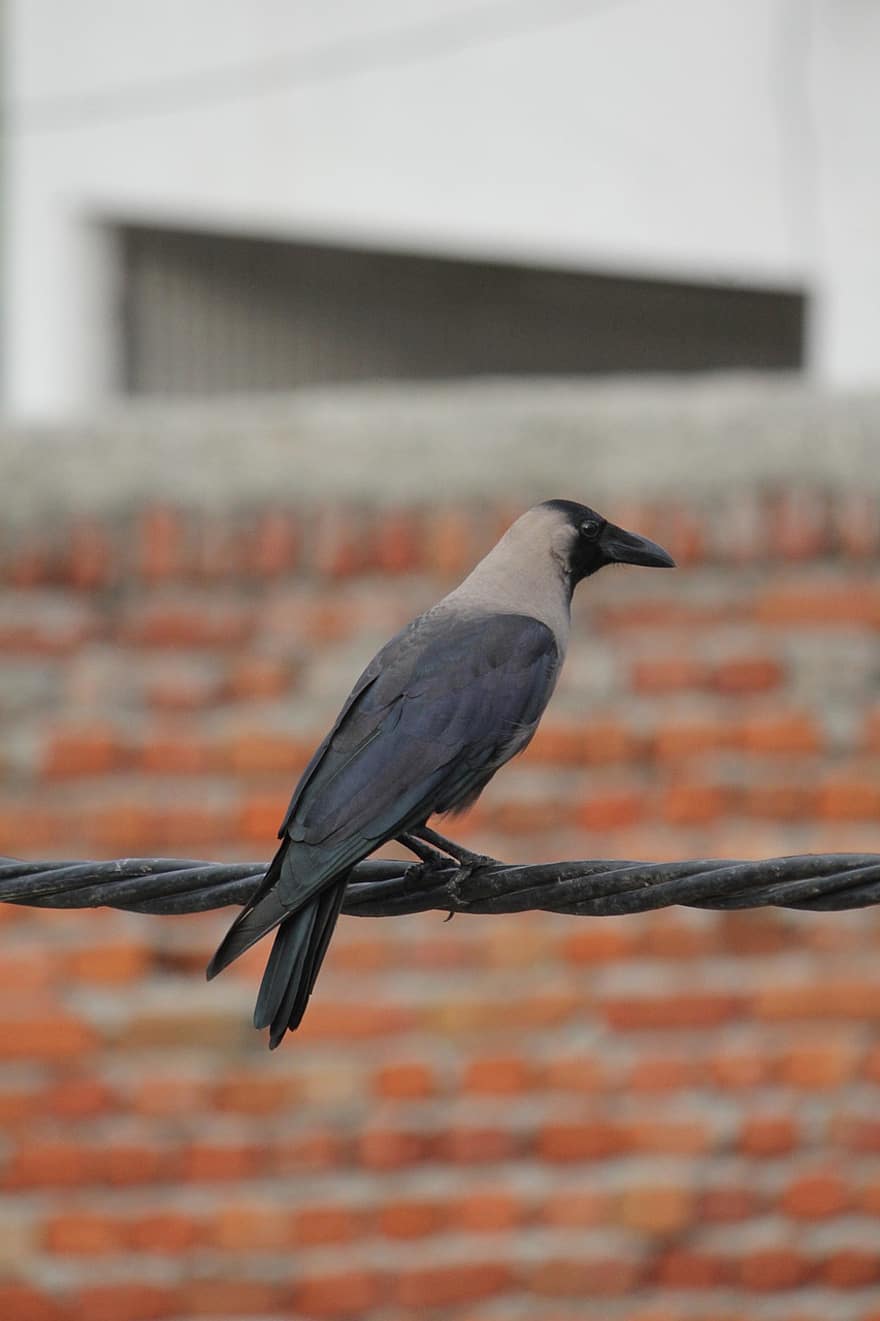 Crow, Bird, Animal, Ornithology, Nature, Fauna, City