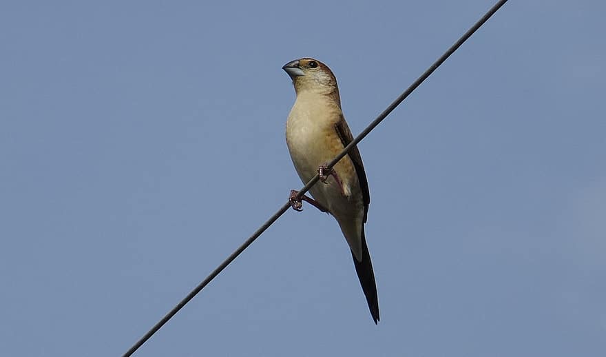 chim, Silverbill của Ấn Độ, cổ họng trắng, munia, Euodice Malabarica, con chim sẻ, aves, động vật