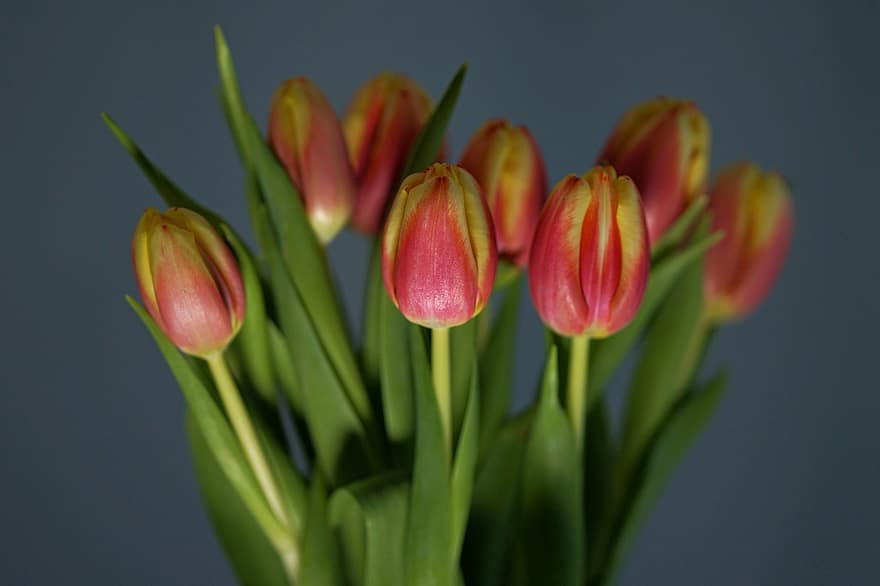 fleurs, tulipes, bourgeons, plante, feuilles, printemps, flore, bouquet, jardin, coloré
