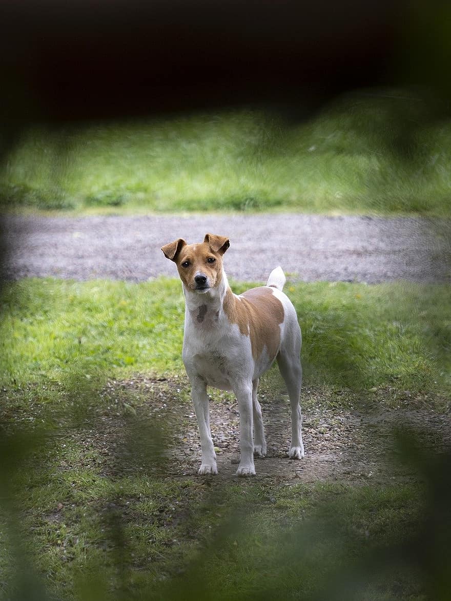 cane, cucciolo, russel, russell terrier, animale, campo