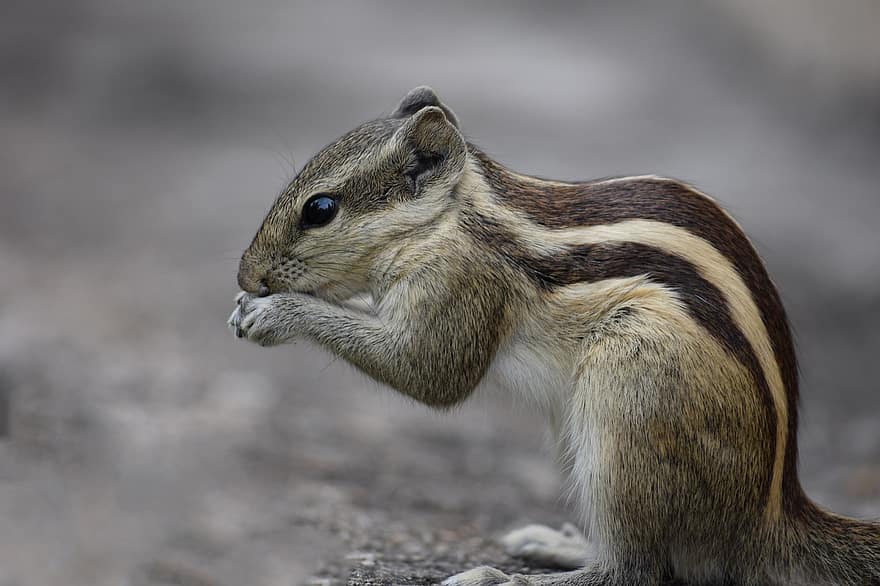 Squirrel, Eating, Nut, Cute, Eat, Mammal, Nature, Brown, Fur, Wild, Wildlife