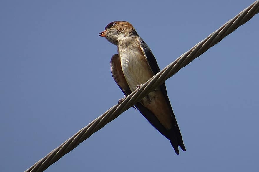 Golondrina de Rabadilla Roja, pájaro, golondrina, Cecropis Daurica, pájaro paseriforme, apodiformes, aviar, fauna silvestre