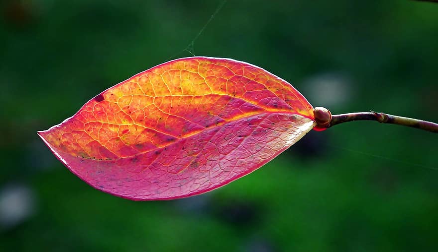 Bilberry, Leaf, Plant, Flora, Nature, Autumn, Fall