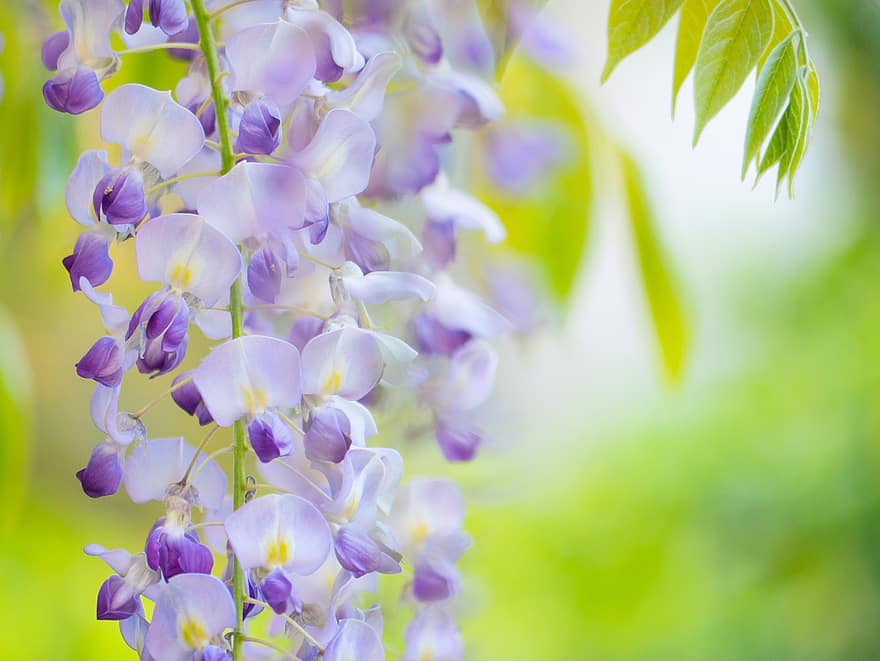 wisteria, bunga, menanam, bunga ungu, kelopak, mekar, berkembang, flora, musim semi, taman, alam