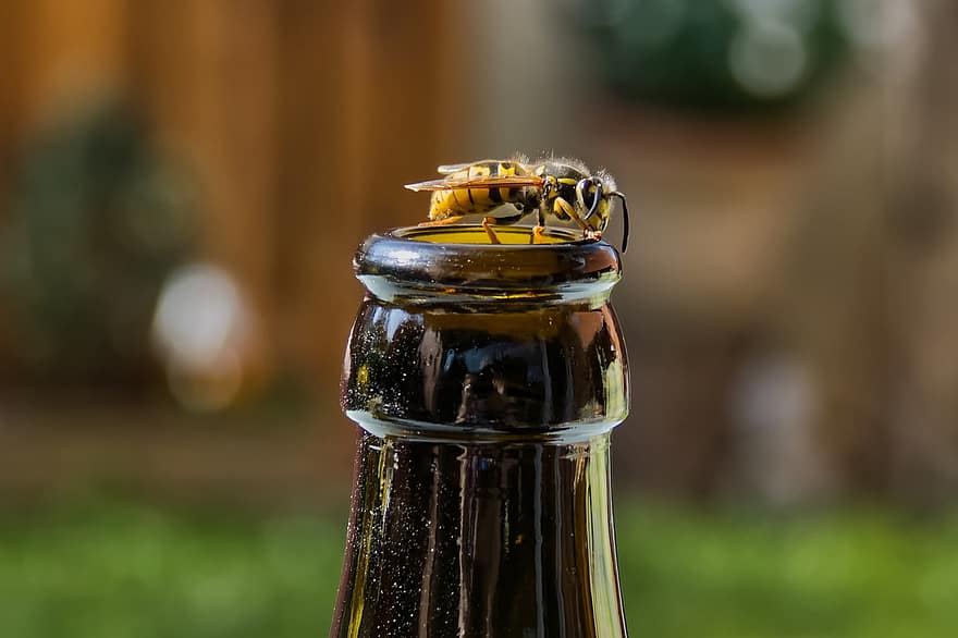 Ong vò vẽ, uống, chai, hornet, côn trùng, thú vật, đồ uống