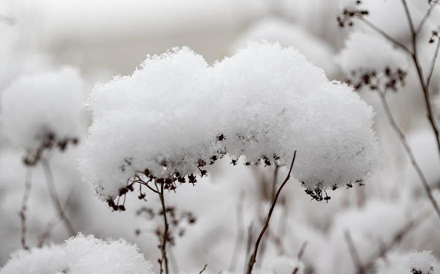 Plants, Weeds, Ice, Frozen, Snow, Wintry, Snowflakes, Winter, Frost, Cold