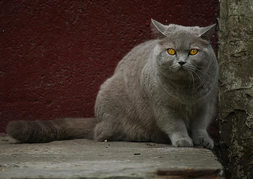 кошка, Посмотреть, котенок, животное, домашнее животное, милый, глаза, сюрприз, кошачий, серый