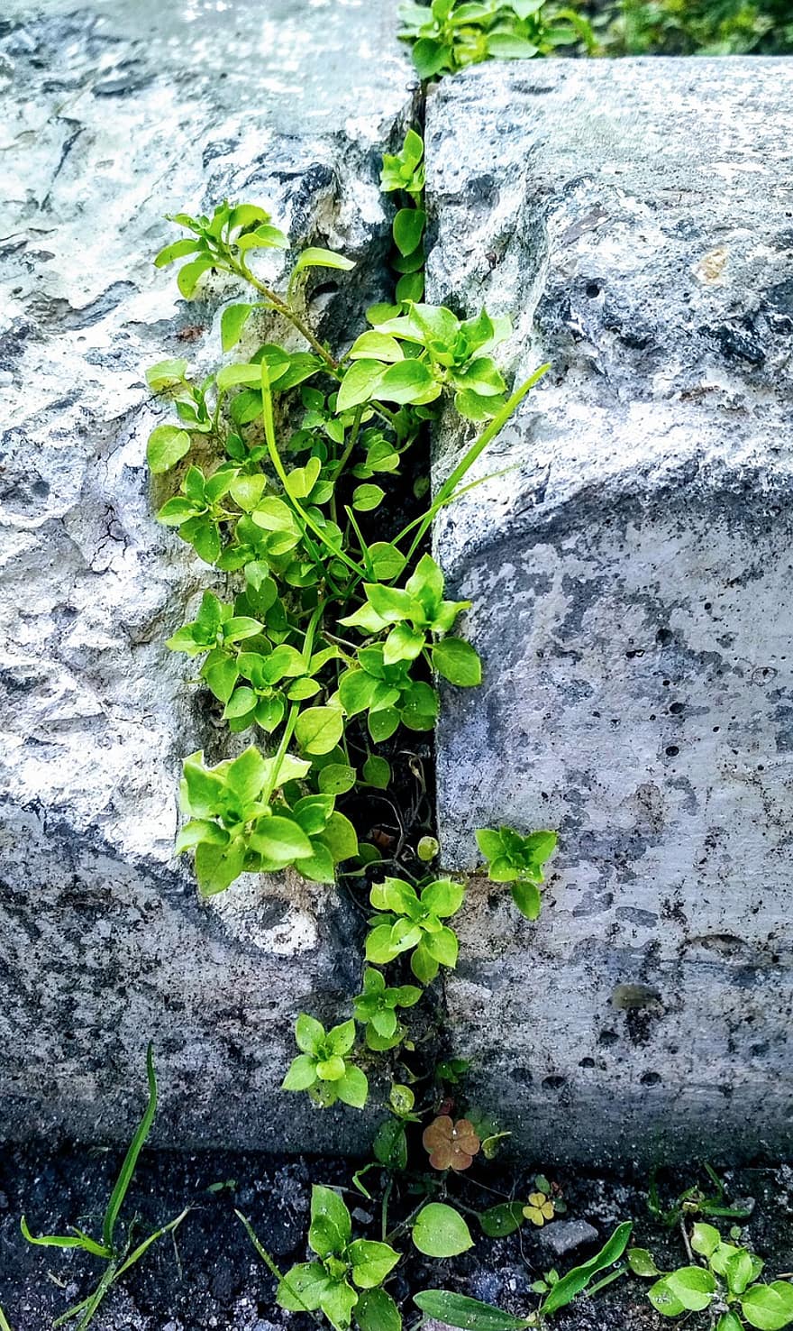 Blätter, Unkraut, Rock, Pflanze
