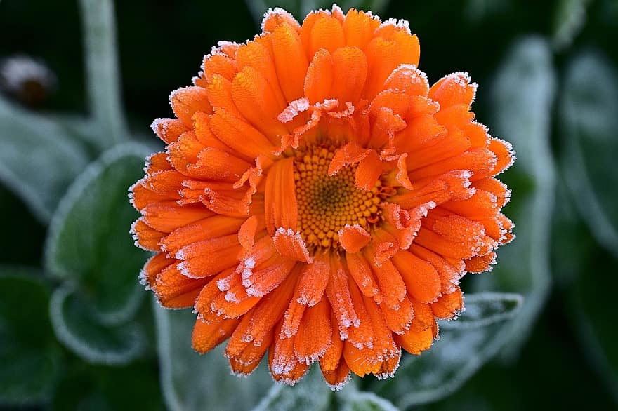 midday flower, orange flower, garden, close-up, flower, plant, summer, petal, leaf, yellow, macro
