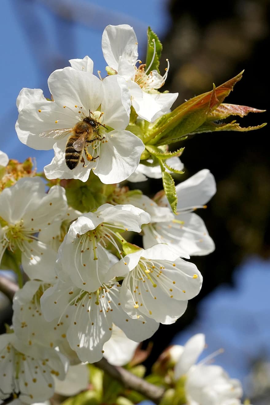 abelha, flores de cerejeira, polinização, flores brancas, Árvore de cereja, Primavera, flores