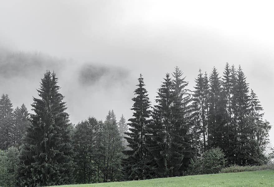 alberi, abeti, nebbia, foschia, foresta, Baviera, paesaggio, boschi, natura selvaggia, albero, montagna