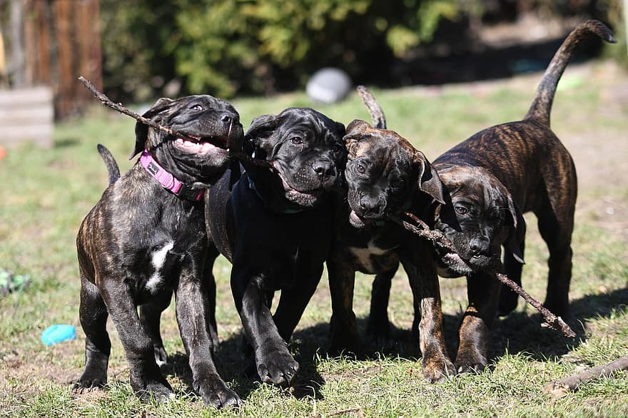 Cane Corso, câini, animale, animale de companie, buldog, intern, canin, câine, câine de rasă pură, drăguţ, cățeluș