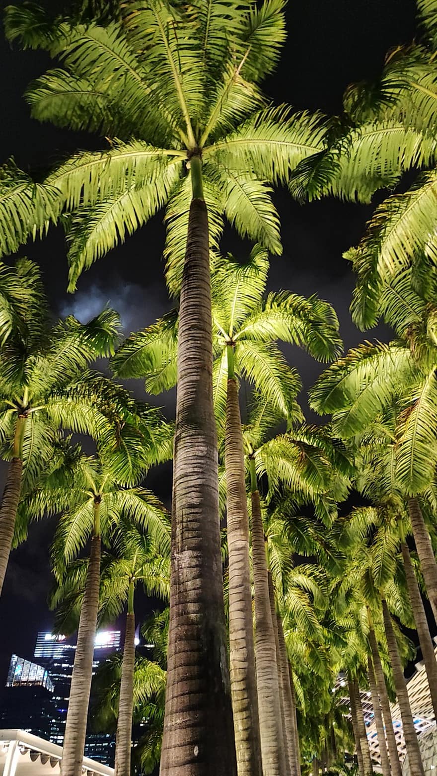 пальмовые деревья, ночь, город, Пальма, дерево, тропический климат, лист, летом, зеленого цвета, каникулы, кокосовая пальма