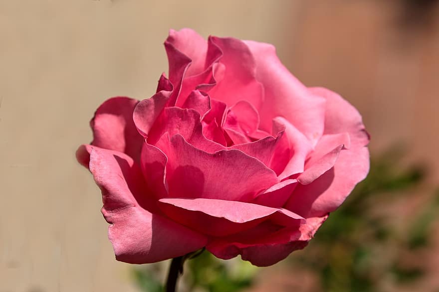 розов, роза, цвете, листенца, разцвет, цвят, розова роза, розово цвете, розови листенца, цъфна роза, флора