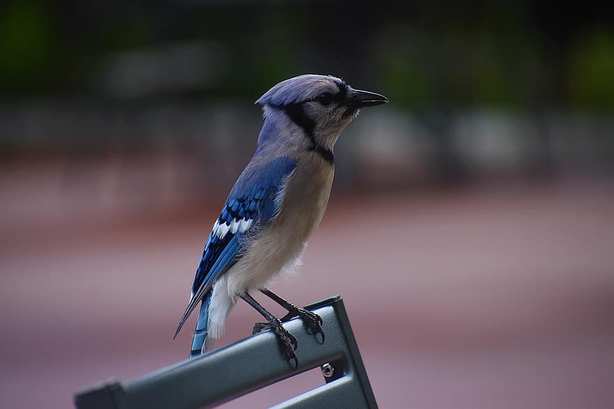 arrendajo azul, pájaro joven, pájaros azules, naturaleza, Banco del parque, retrato, de cerca, belleza, observación de aves, animales, pico