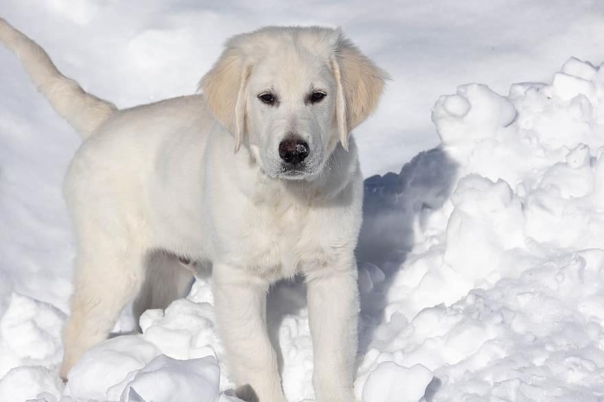 hond, puppy, schattig, puppies, sneeuw, huisdier, Golden retriever, aanbiddelijk, huisdieren, retriever, rasechte hond