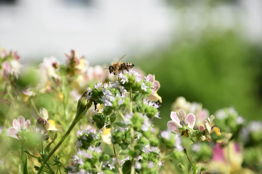 蜂、蜜、動物、昆虫、花、花びら、茎、葉、植物学、自然