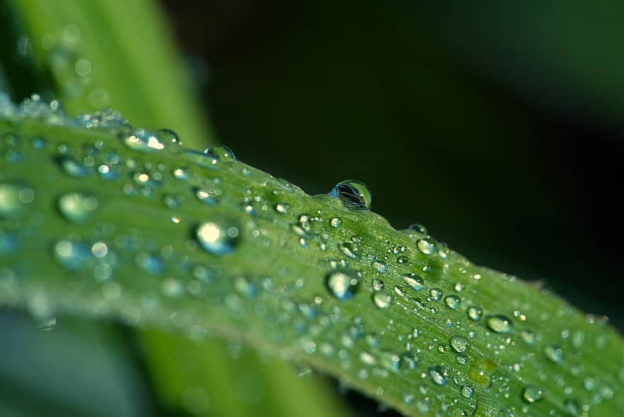 Grass, Dewdrops, Macro, Green, Rain, Mirror, leaf, close-up, drop, green color, plant
