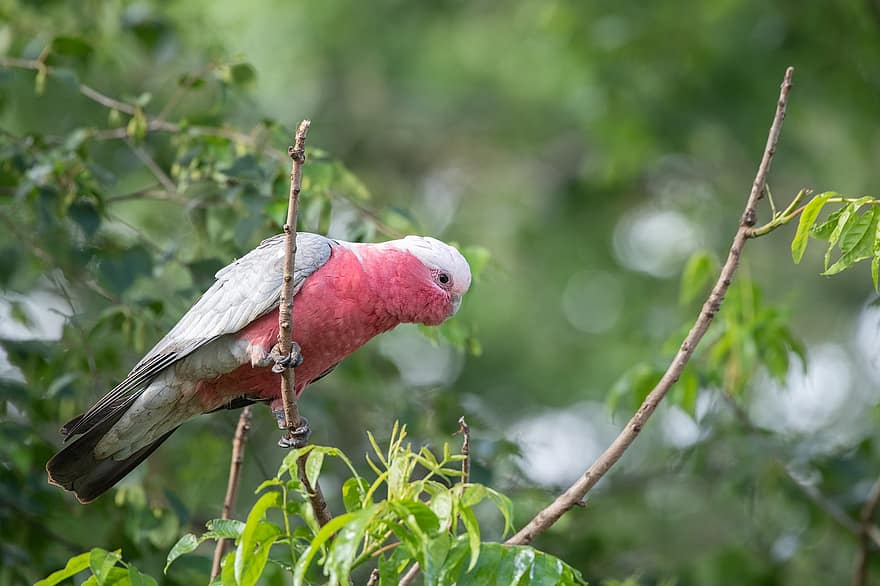 galah, Růžový A šedý Kakadu, růže-breasted kakadu, eolophus roseicapilla, kakadu, pták, muž pták, zvíře, peří, posazený, zobák