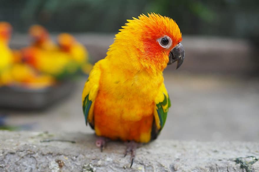 papagaio, pássaro, penas, plumagem, sol conure, colorida, bico, asas, aratinga, solsticial, animais