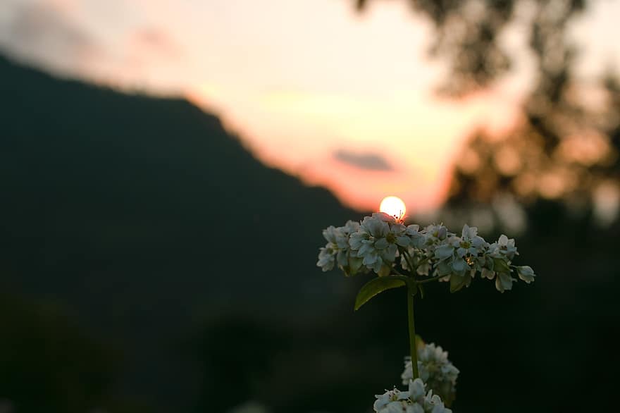solnedgång, blomma, bakgrund