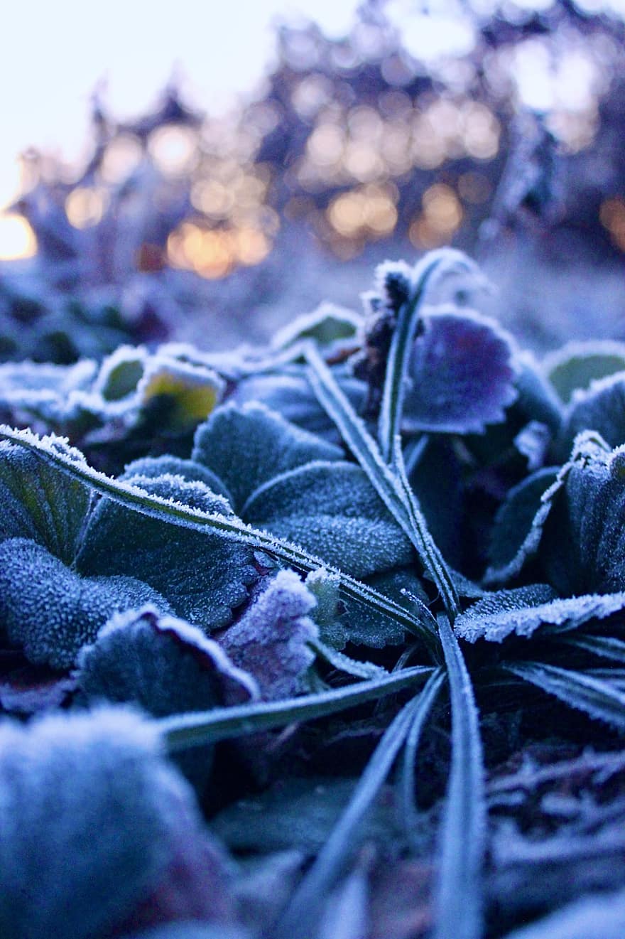 augalai, žiemą, šalčio, žolė, lapija, ledas, užšaldyti, šalta, saulėtekis, aušra, ryte