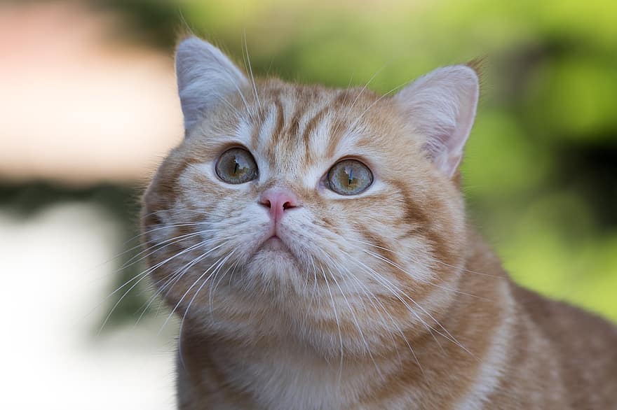 kedi, kedi yavrusu, Britanya ile ilgili stenografi, kürk, kabarık, hayvan, memeli, Evcil Hayvan, bıyık, gözleri, ev kedisi