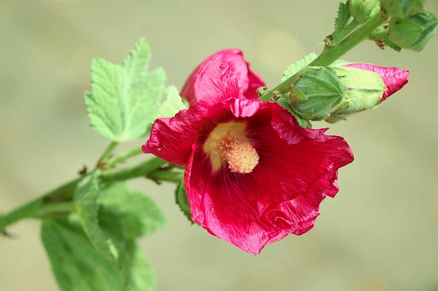 stock rose, pivoine commune, alcea rosea, trémière, fleur, Floraison, plante, jardin, stock roseraie, mauve, plante ornementale
