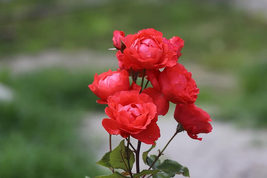 Hoa đỏ, những bông hồng đỏ, bó hoa, những bông hoa, hoa nở, hoa hồng, thực vật học, vườn, hệ thực vật