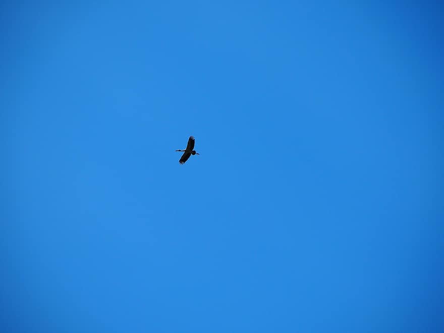 птица, полет, небе, синьо небе, летяща птица, летя, крила, Аве, птичи, орнитология, наблюдение на птици