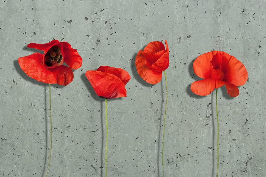 opium, opium jagung, bunga poppy, dinding beton, minimalis, bunga, merah