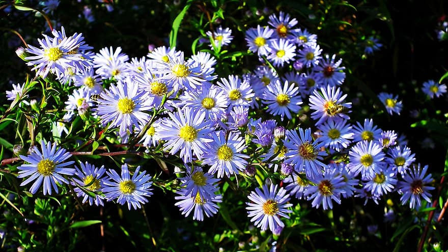 bunga-bunga, aster, taman, bunga biru, merapatkan, menanam, bunga, musim panas, warna hijau, daun bunga, musim semi