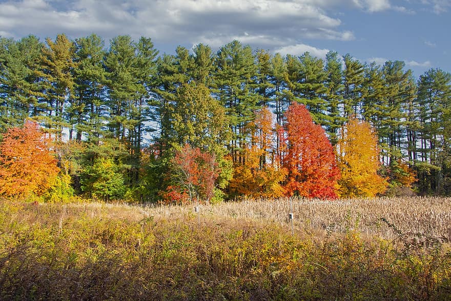 秋、木、畑、牧草地、草原、カラフル、紅葉、秋の季節、色落ち、落葉、森林