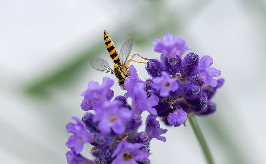 hoverfly, owad, ścieśniać, stojąc na głowie, do góry nogami, Natura, kwiat, zapylanie, kwitnąć, lawenda, lato