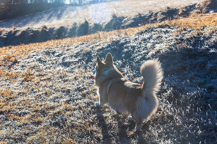 koira, corgi, pentu, Welsch Corgi, lemmikki-, eläin, luminen, kylmä, seikkailu, ulkona, talvi-