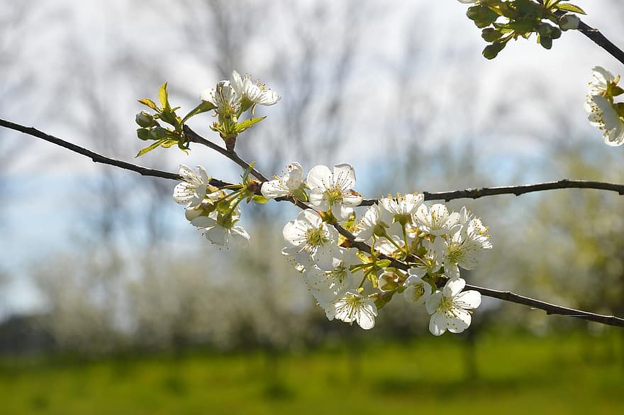 blomster, botanik, flor, blomstre, vækst, træ, sæson-, Wiosna, Kwiat Jabłoń