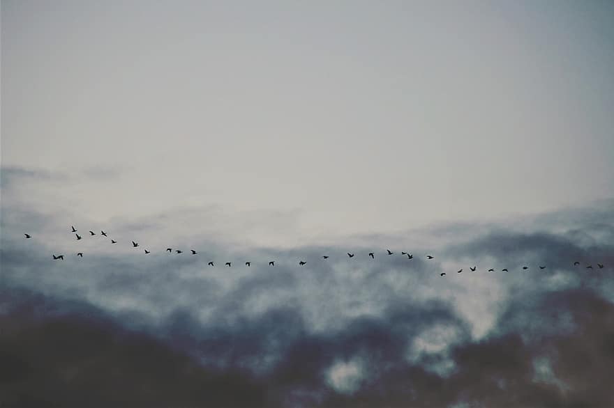 himmel, gæs, skyer, fugle, trækfugle, rejse, fællesskab, sammen, flyvende, blå, baggrunde