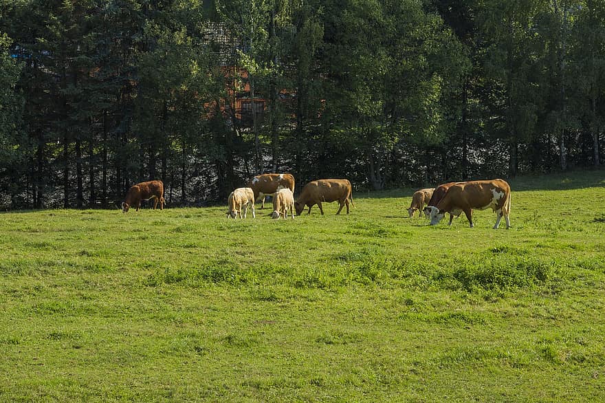 गायों, पशु, धीरे से छूना, चरागाह, पशुपालन, जुगाली करनेवाला, खेत, पेड़, प्रकृति, परिदृश्य
