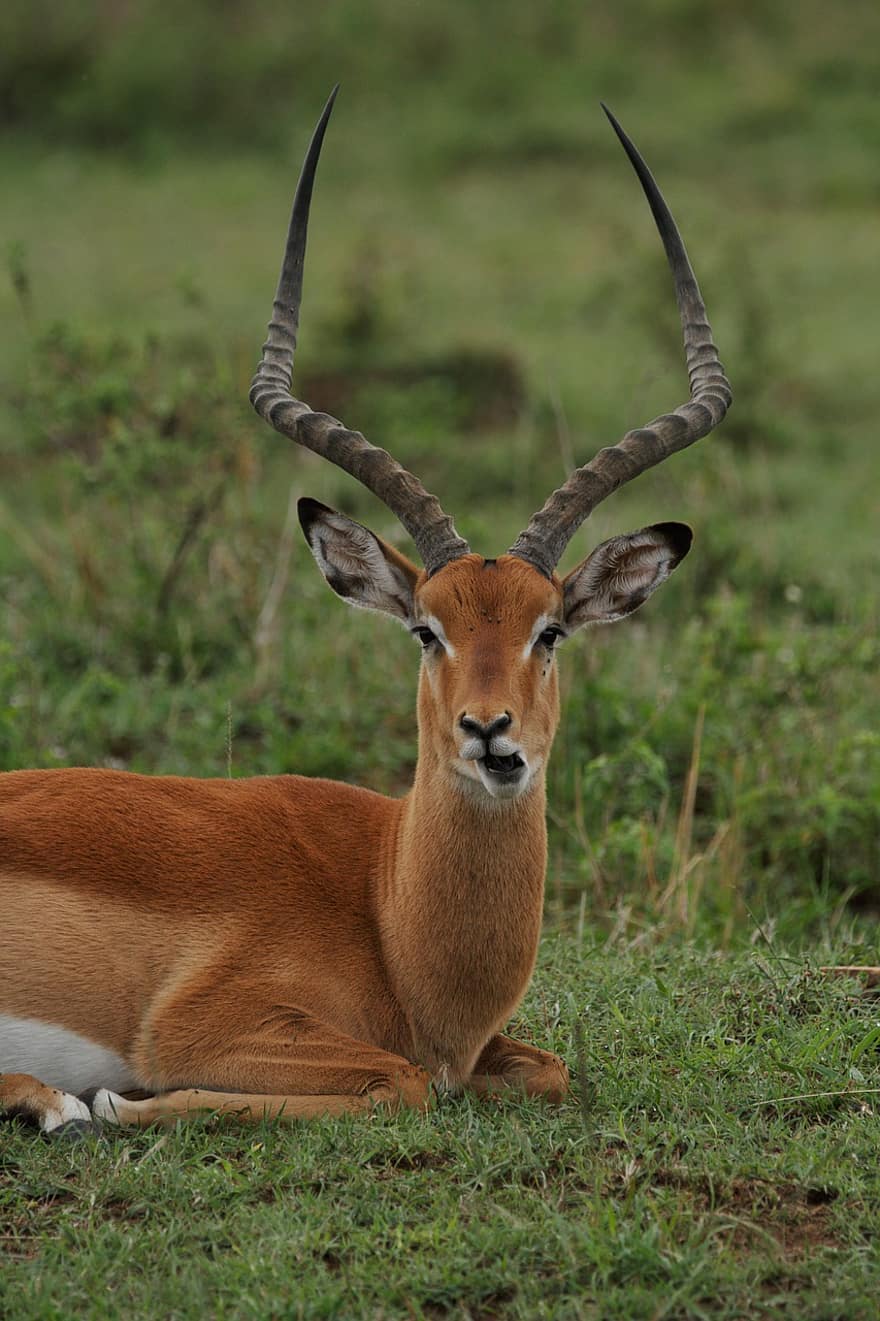 antilope, mammifero