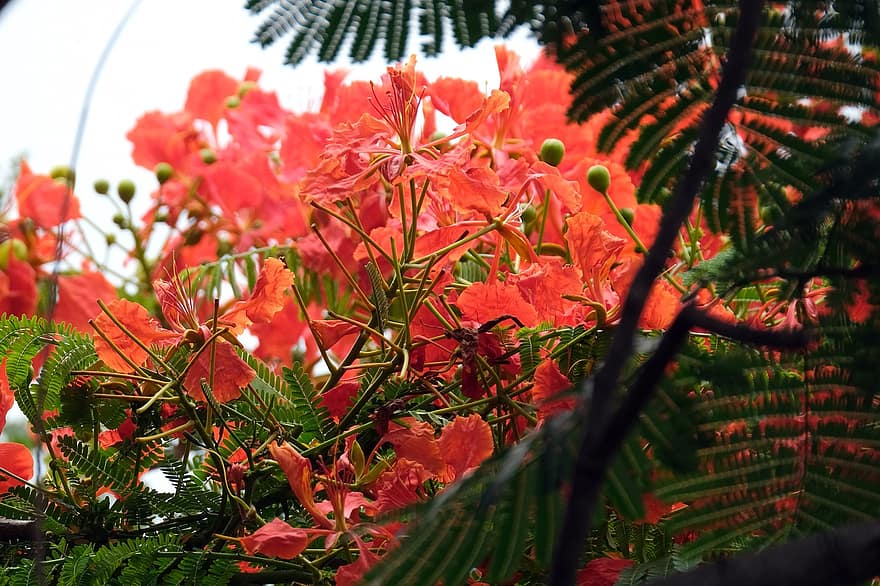 Flowers, Royal Poinciana, Bloom, Flamboyan, Blossom, Botany, Nature, leaf, plant, multi colored, close-up